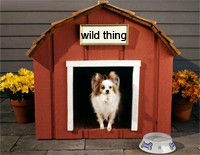 downtowns doghouse